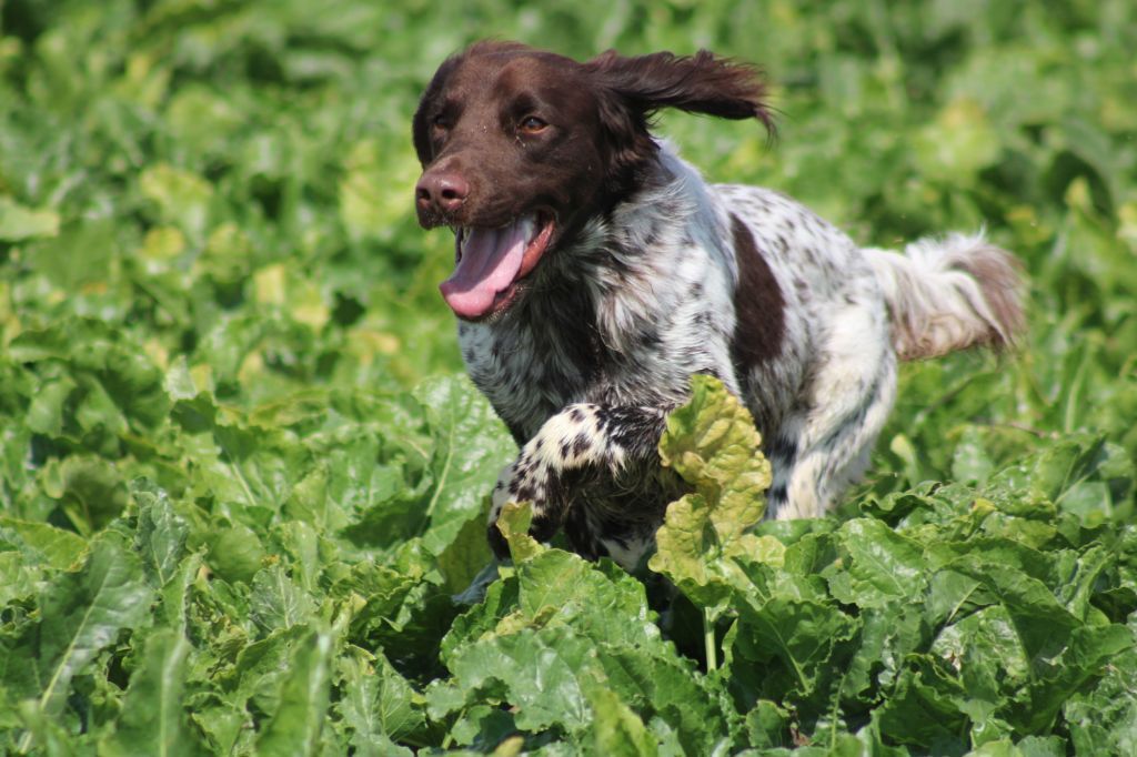 De La Vallée De La Py - CONCOURS DE  FIELD TRIAL  D 'AUTOMNE 2025