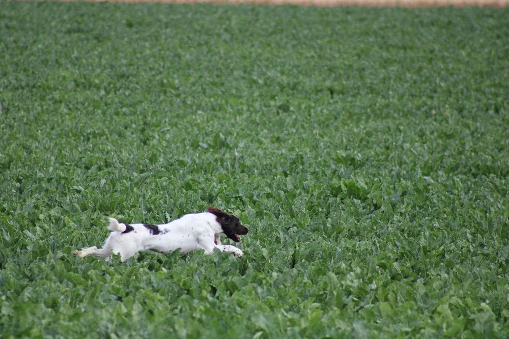 de la vallée de la Py - CONCOURS DE FIELD TRIAL D AUTOMNE 2021