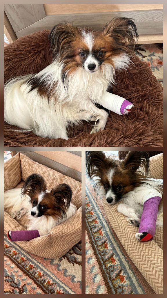 Reçu des photos de Voyou de la vallée de la py merci