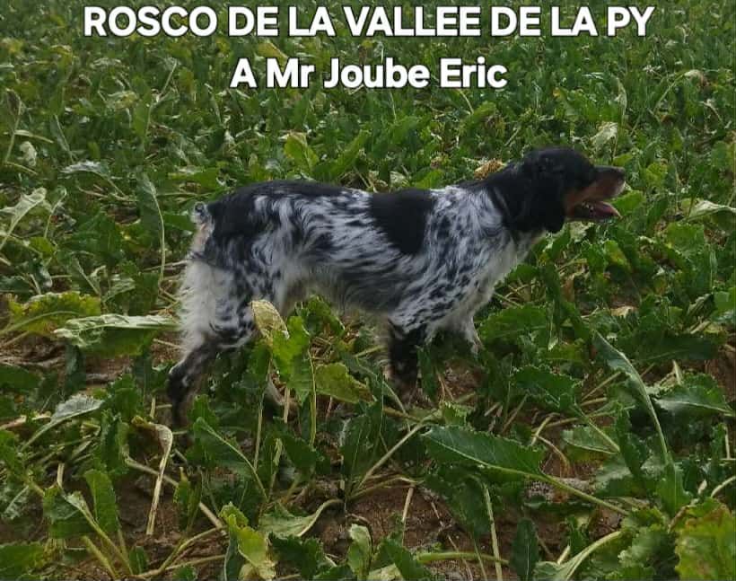 CONCOURS DE FIELD TRIAL D' AUTOMNE 2025