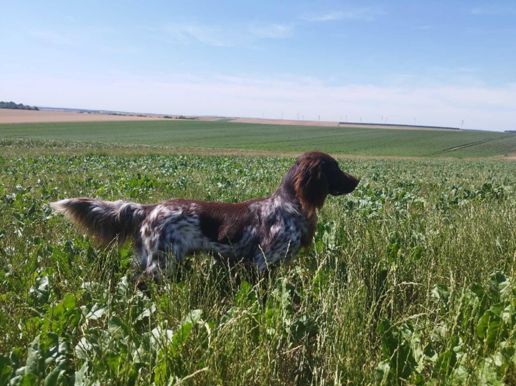 De La Vallée De La Py - CONCOURS DE FIELD TRIAL