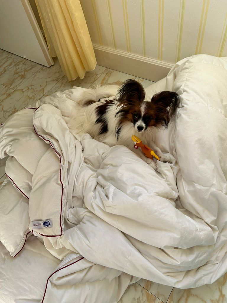 De La Vallée De La Py - Reçu une photo de Voyou de la vallée de la py merci