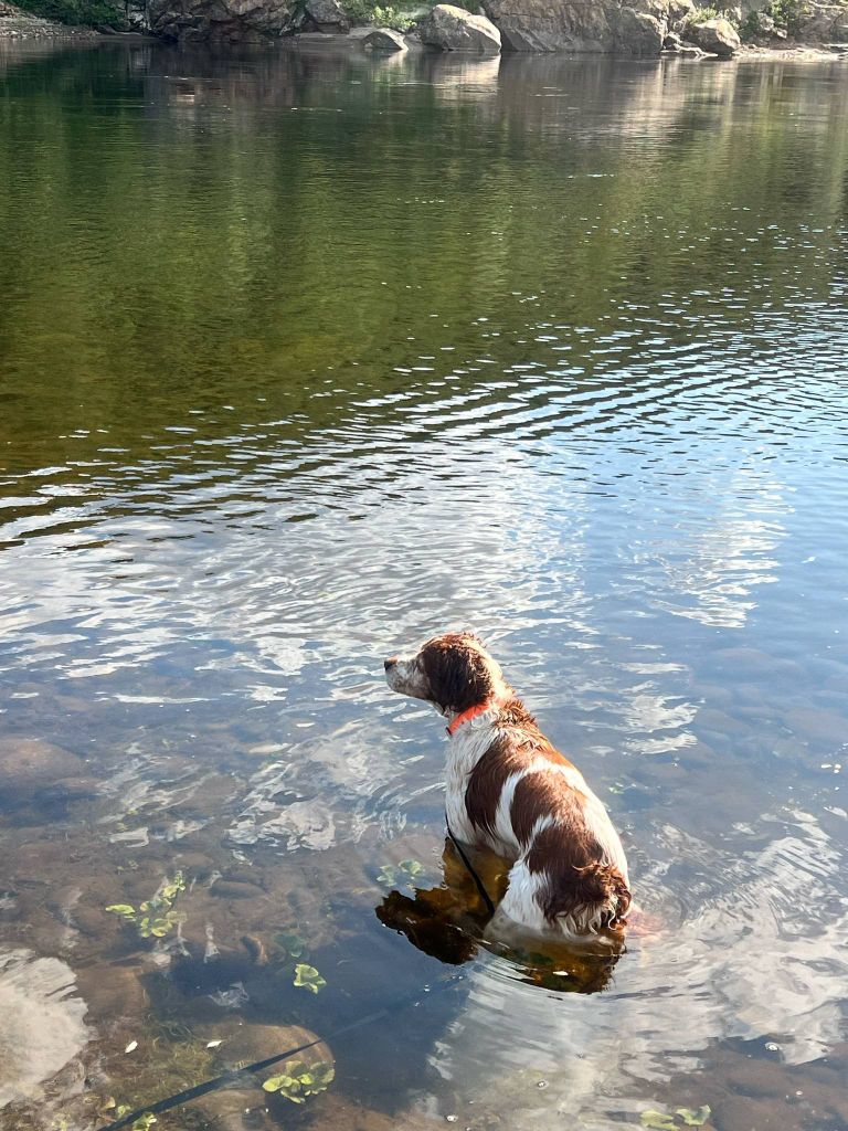 Reçu une photo de Lucky de la vallée de la py merci