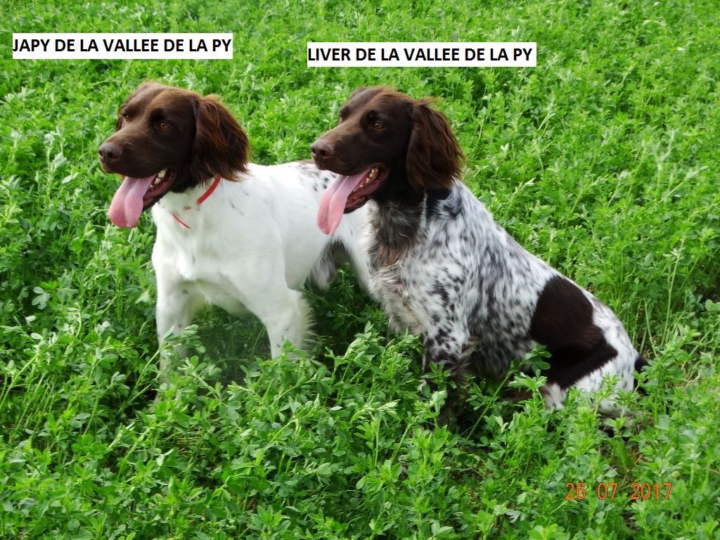 de la vallée de la Py - CONCOURS DE FIELD TRIALS 2018
