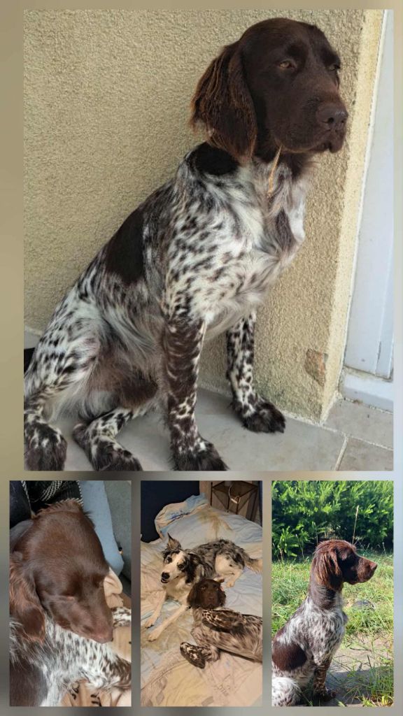 De La Vallée De La Py - Reçu des photos de Vaiko de la vallée de la py merci