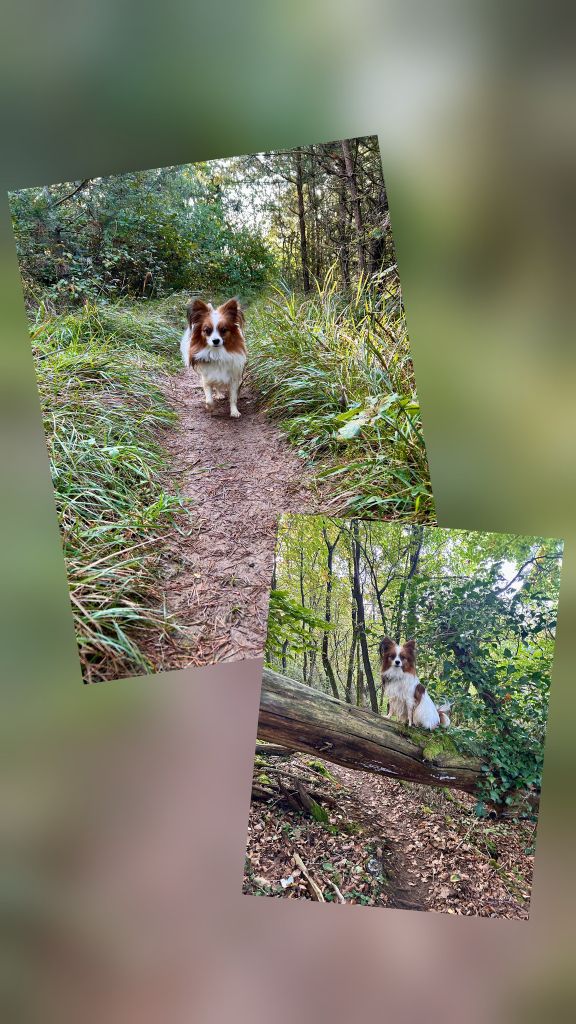 Reçu des photos de Samy de la vallée de la py merci