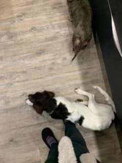 de la vallée de la Py - Reçu une photo de Roxy de la vallée de la py merci