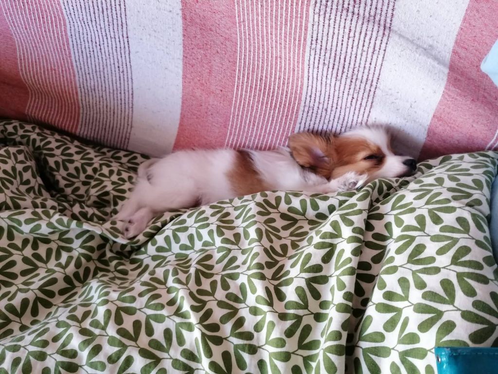 Reçu une photo de AIKO de la vallée de la py merci
