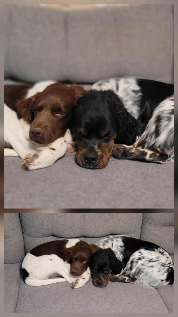 De La Vallée De La Py - Reçu deux photos de Atlas et Volt de la vallée de la py cool la vie