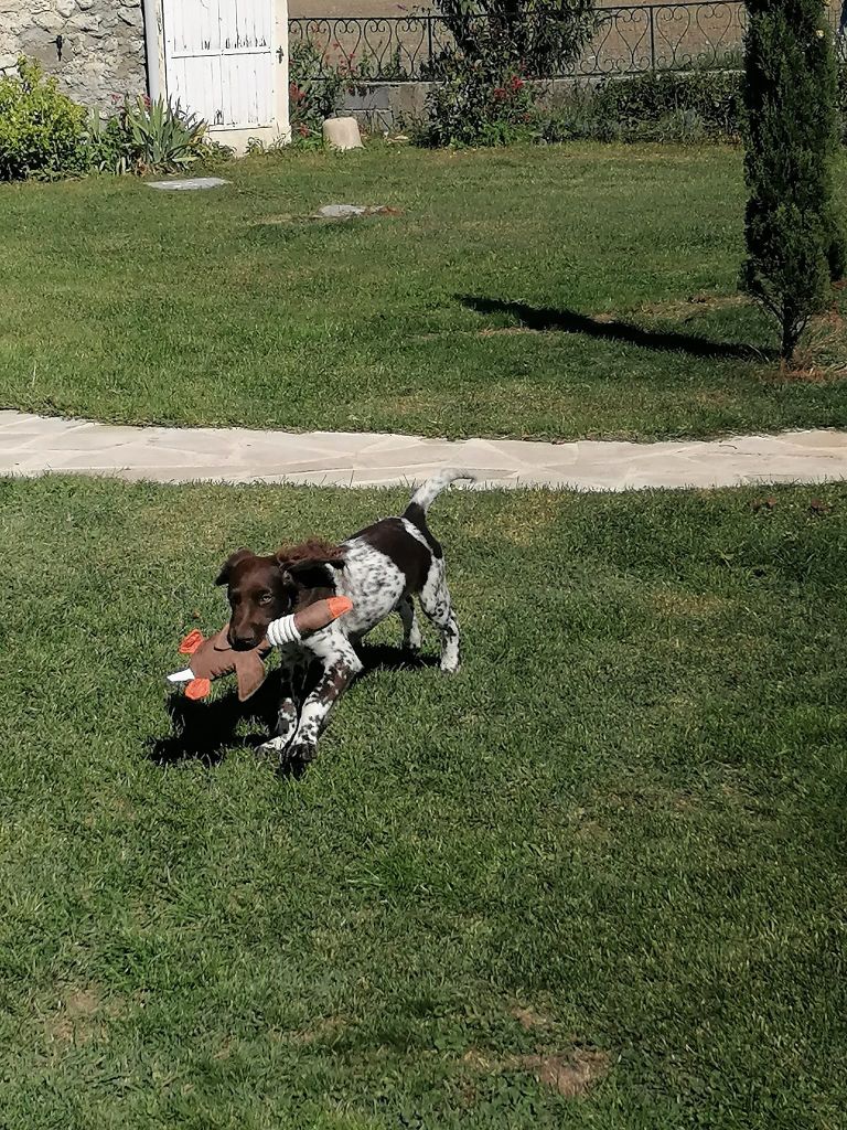 de la vallée de la Py - Reçu une photo de Tango de la vallée de la py merci