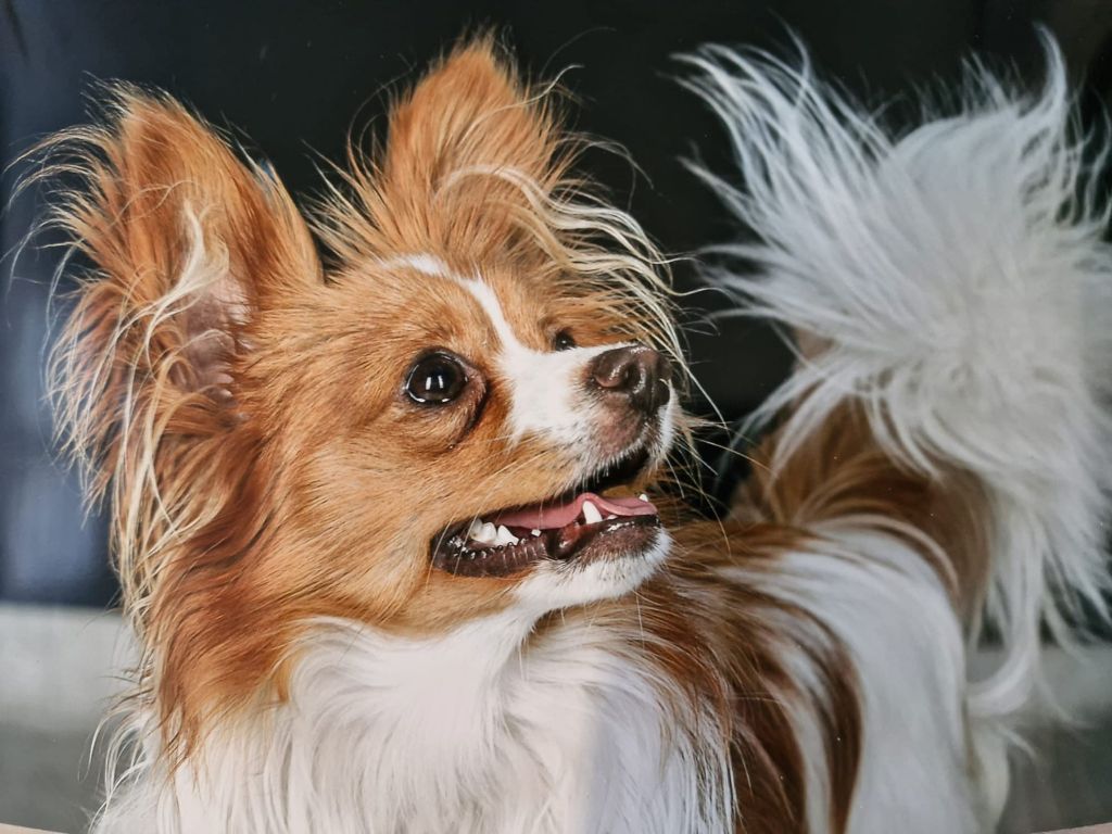 De La Vallée De La Py - Reçu une photo de Velcro de la vallée de la py merci