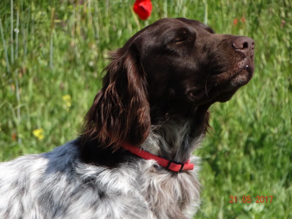 de la vallée de la Py - CONCOURS DE FIELD TRIALS DE PRINTEMPS 2019