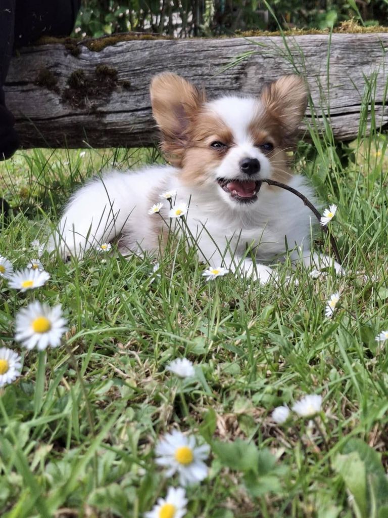 de la vallée de la Py - Reçu une photo de AIKO de la vallée de la py merci