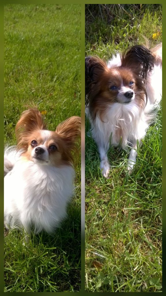 Reçu deux photos de Perle et  Odyssée de la vallée de la py merci