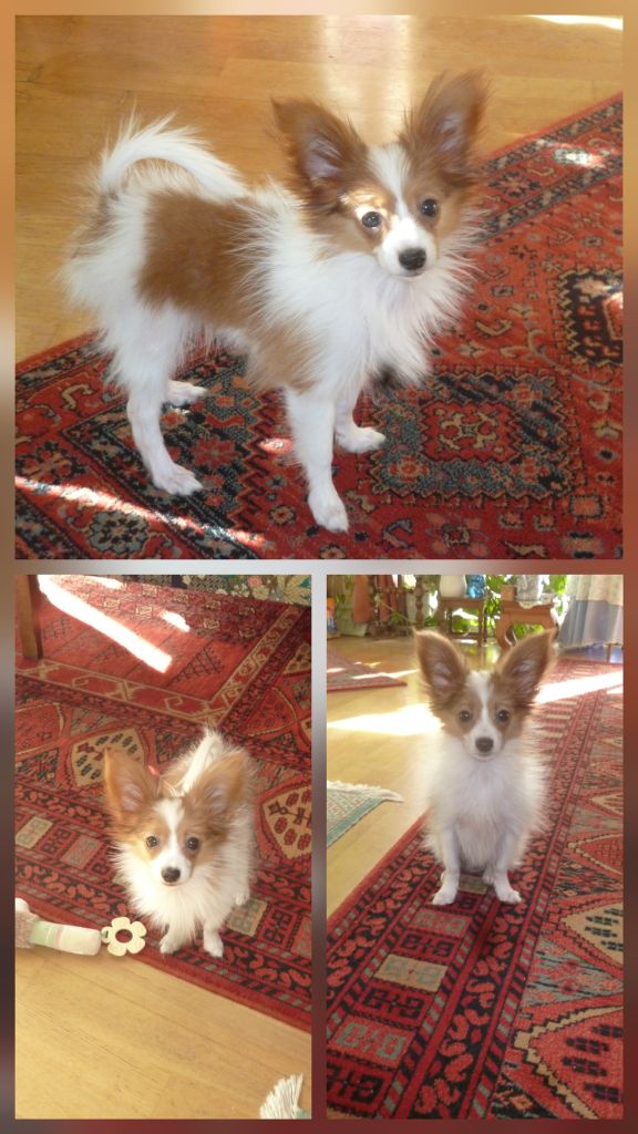 De La Vallée De La Py - Reçu des photos de  Alvyn de la vallée de la py merci