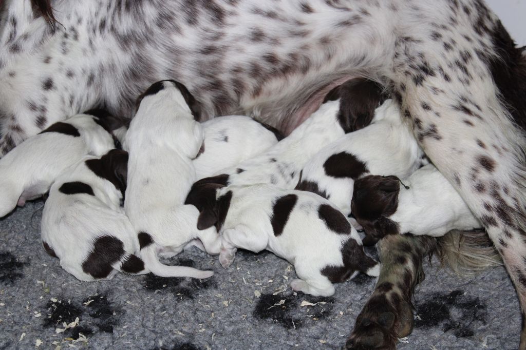 de la vallée de la Py - Naissance de 8 bébés 4F et 4 M Nanouk avec Marcus