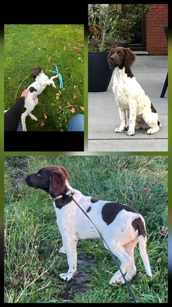 De La Vallée De La Py - Reçu des photos de Aster de la vallée de la py merci