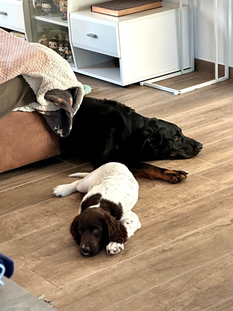 de la vallée de la Py - Reçu une photo de Arya de la vallée de la py merci