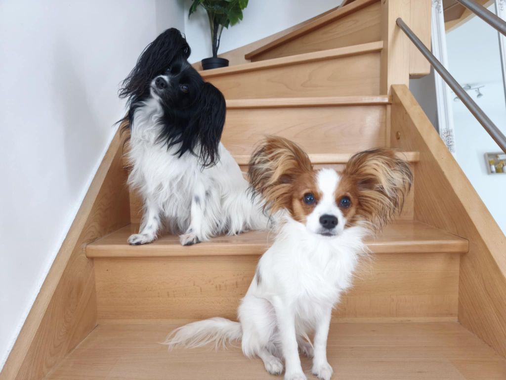 De La Vallée De La Py - Reçu une photo de Rosie et Apy de la vallée de la py merci