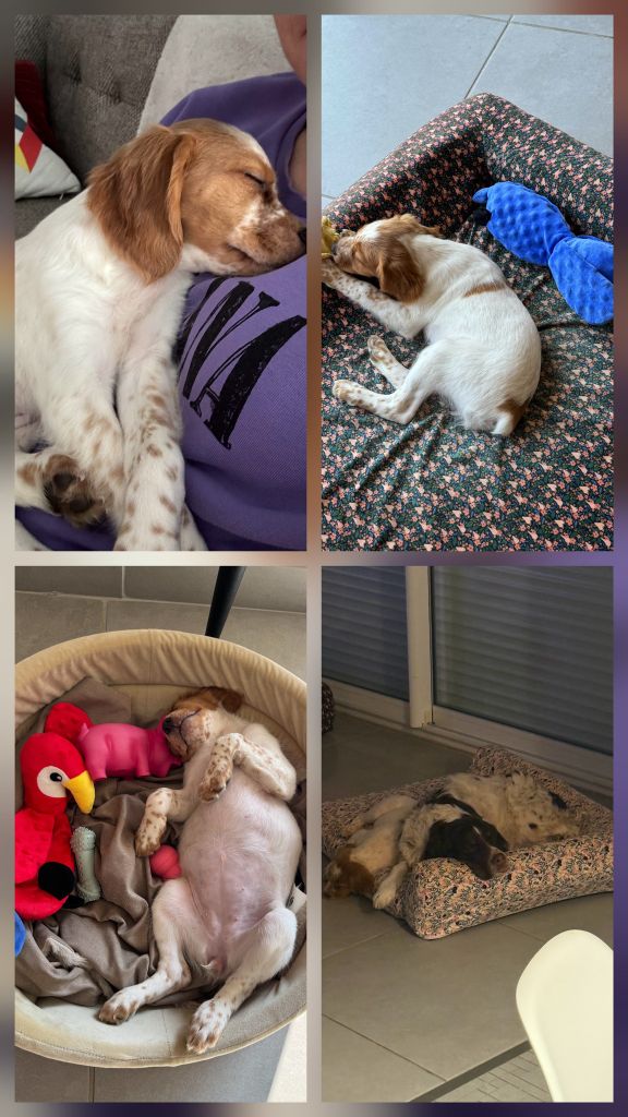 De La Vallée De La Py - Reçu des photos de Alba de la vallée de la py merci