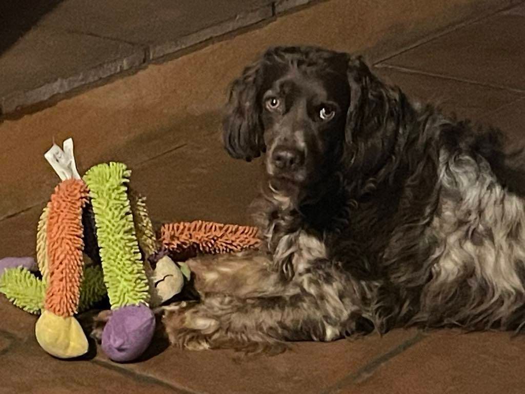 Reçu une photo de Toto  de la vallée de la py merci