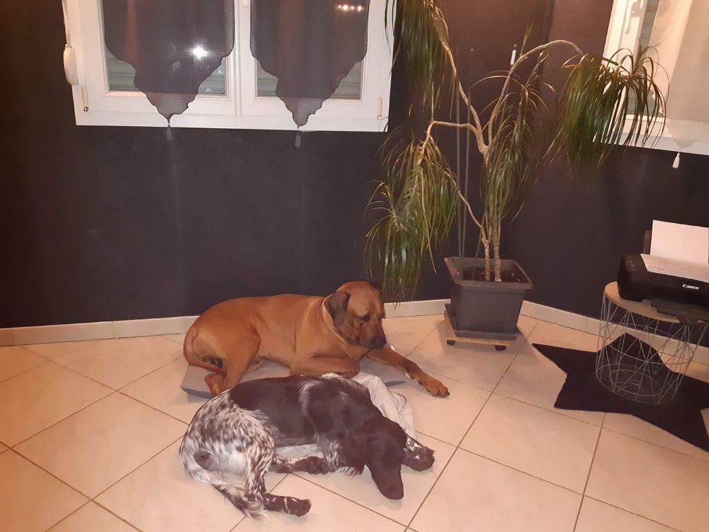 de la vallée de la Py - Reçu une photo de Rusty de la vallée de la py merci
