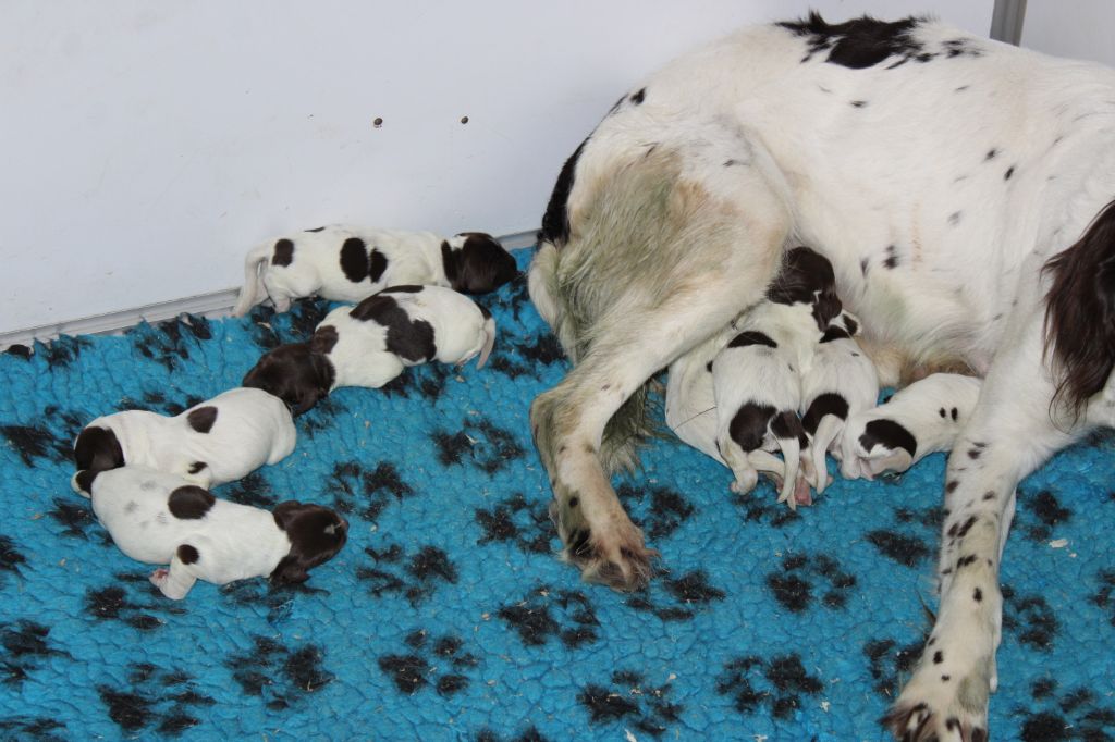 de la vallée de la Py - Naissance de 8 beaux bébés de Nell et Liver le 02/04/2021