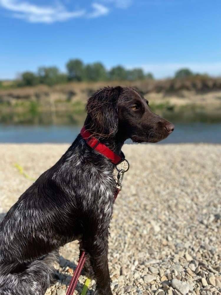 de la vallée de la Py - Reçu une photo de Sully de la vallée de la py merci