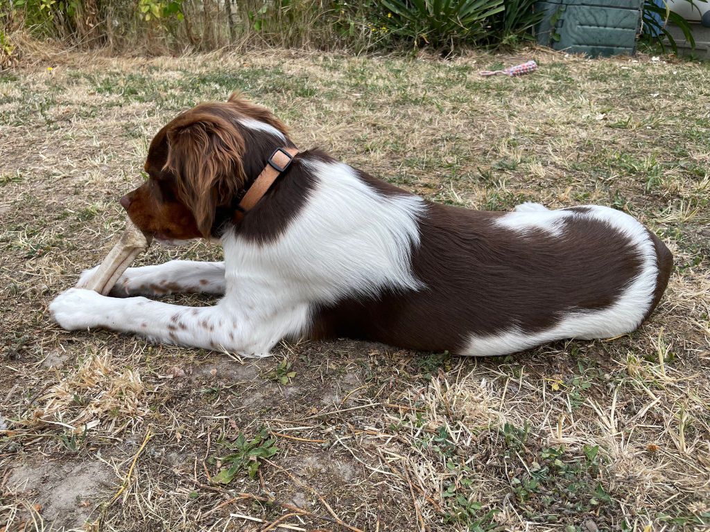 Reçu une photo de Athos de la vallée de la py merci