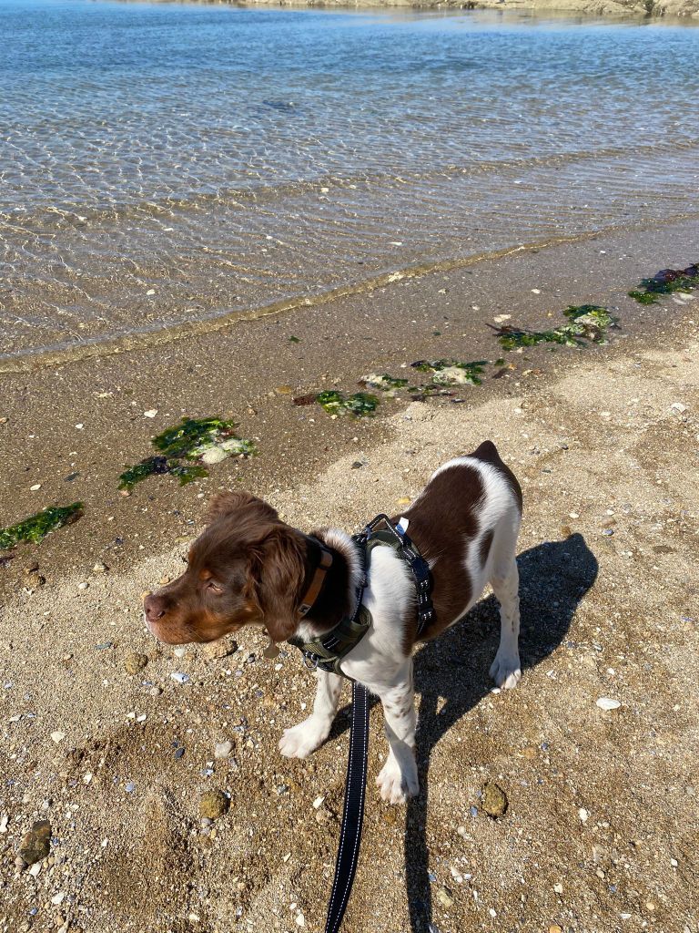 de la vallée de la Py - Reçu une photo de Athos de la vallée de la py merci