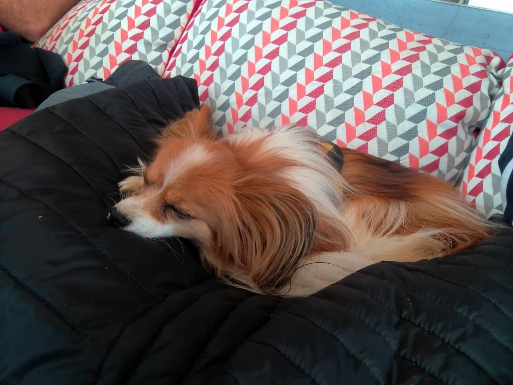 Reçu une photo de Sweety de la vallée de la py  merci