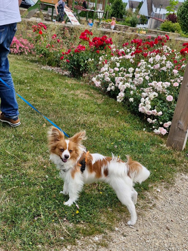 de la vallée de la Py - Reçu une photo de Velcro de la vallée de la py merci