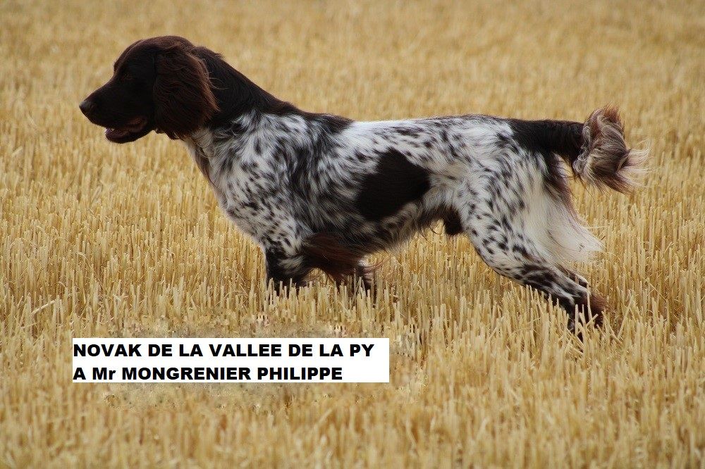 de la vallée de la Py - CONCOURS DE FIELD TRIAL D AUTOMNE 2022