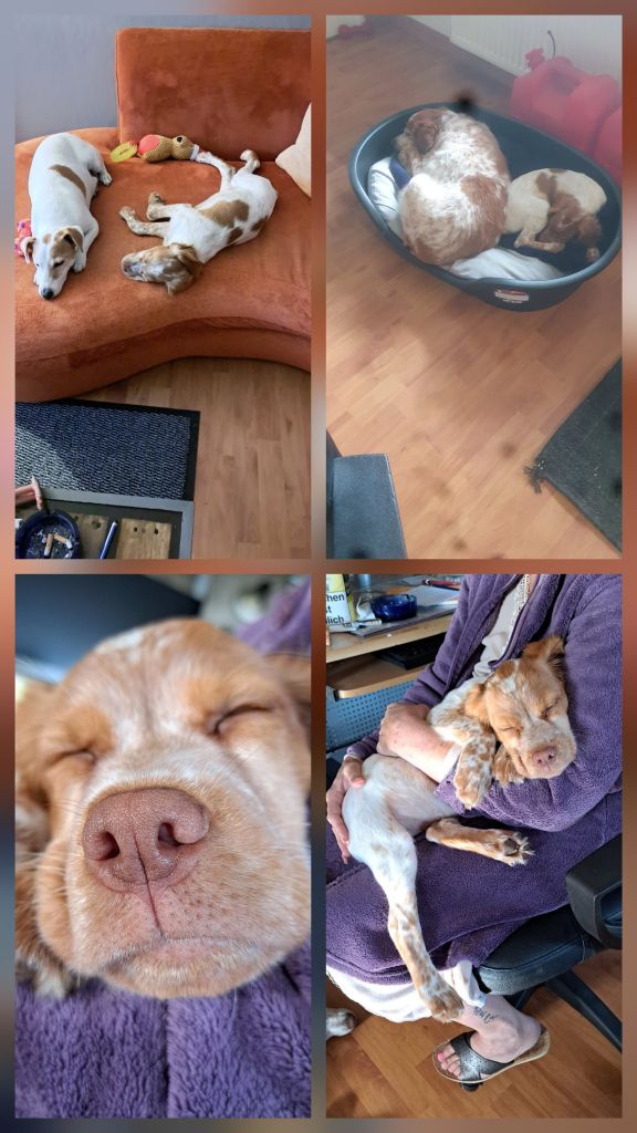 Reçu des photos de Awen de la vallée de la py merci