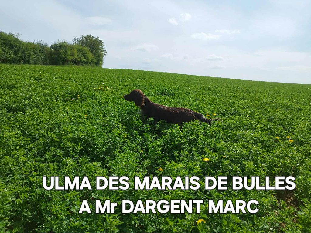 De La Vallée De La Py - CONCOURS DE FIELD TRIAL