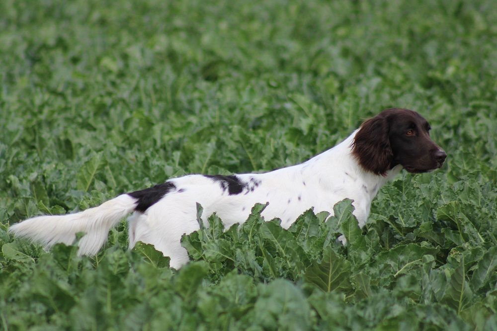 de la vallée de la Py - FIELD TRIALS D'AUTOMNE 2020