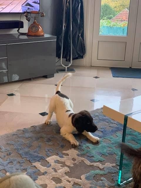 de la vallée de la Py - Reçu une photo de Roxy de la vallée de la py merci