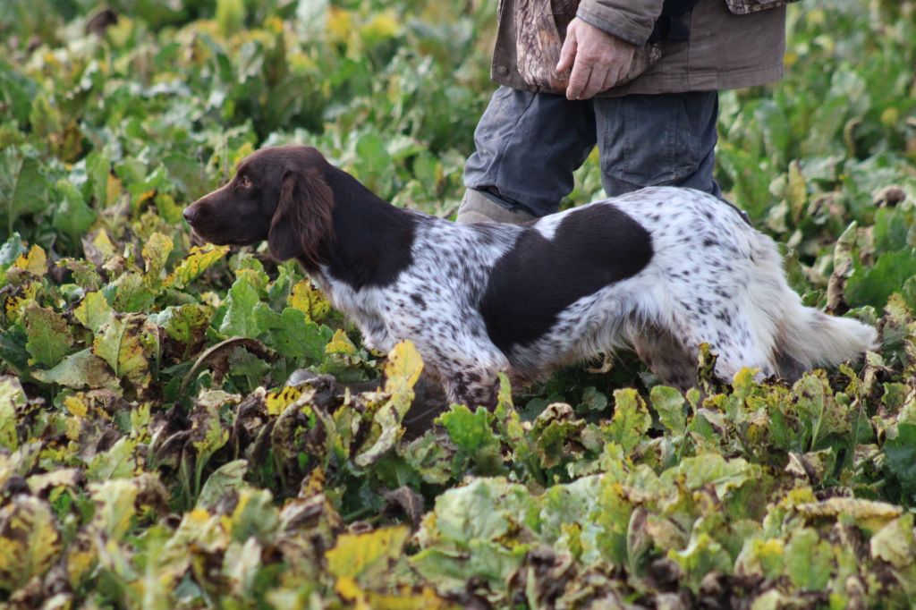 de la vallée de la Py - CONCOURS DE FIELD TRIAL D AUTOMNE 2021