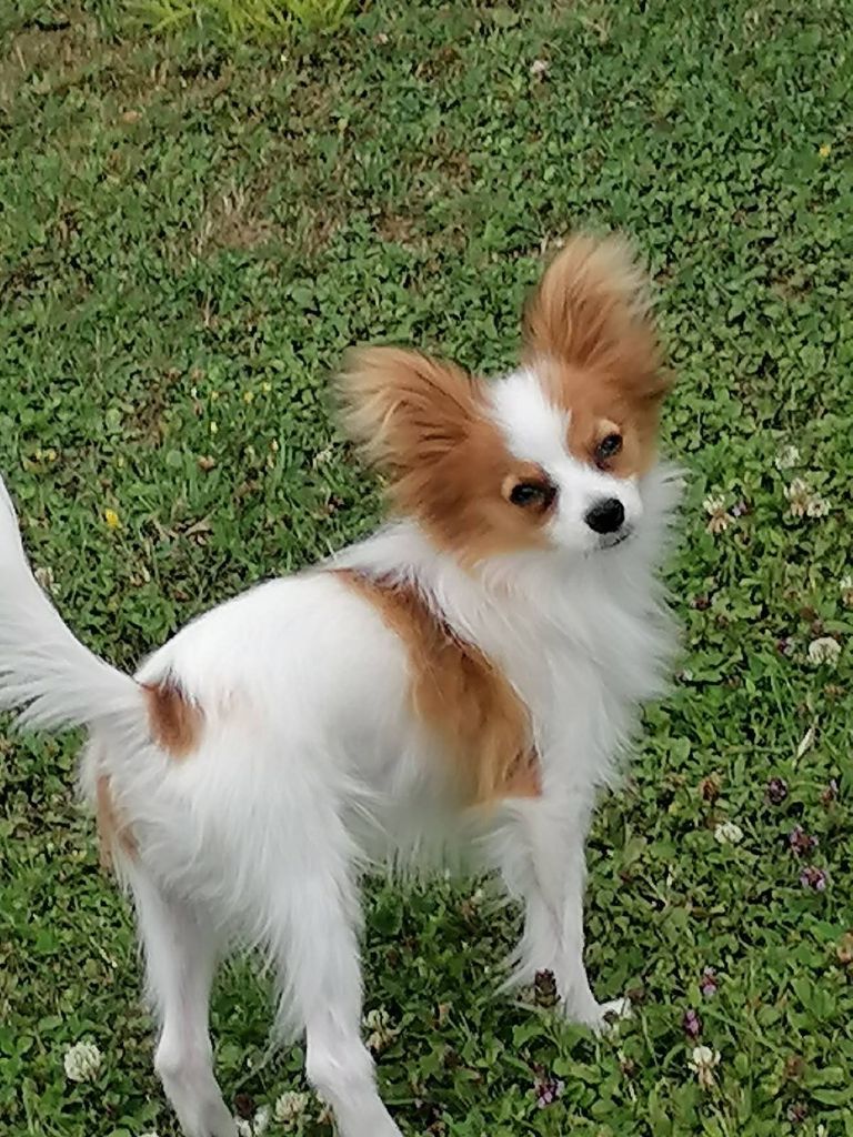 Reçu une photo de Aiko de la vallée de la py merci