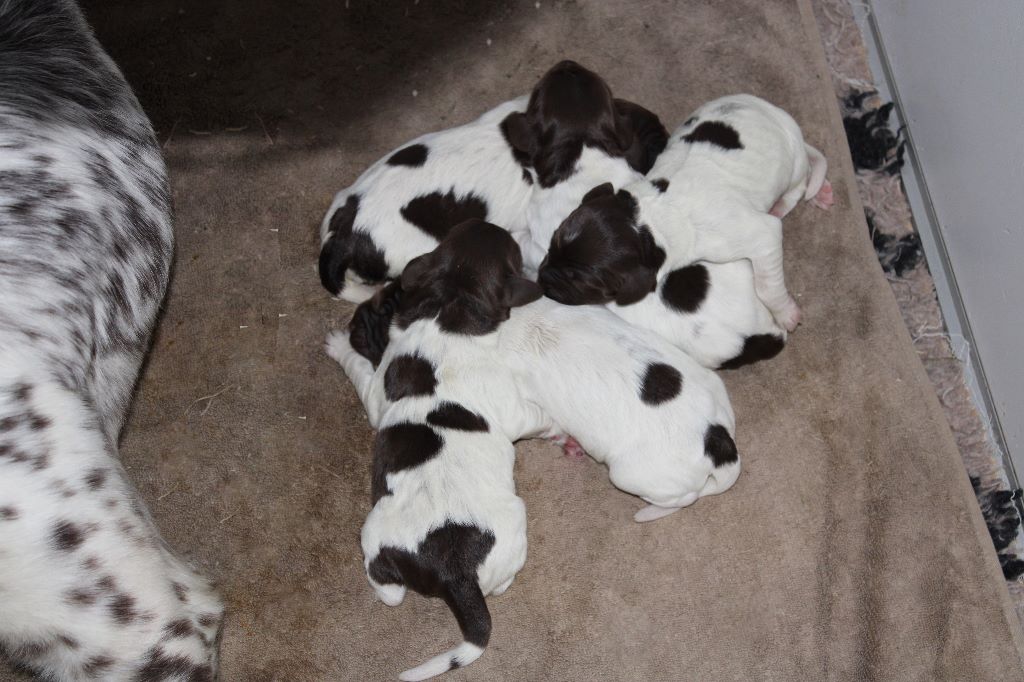 de la vallée de la Py - NAISSANCE DE 5 BEBES 3 MALES ET 2 FEMELLES LE 17/02/2020
