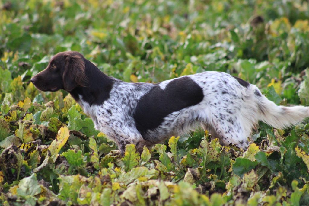de la vallée de la Py - CONCOURS DE FIELD TRIAL D AUTOMNE 2022