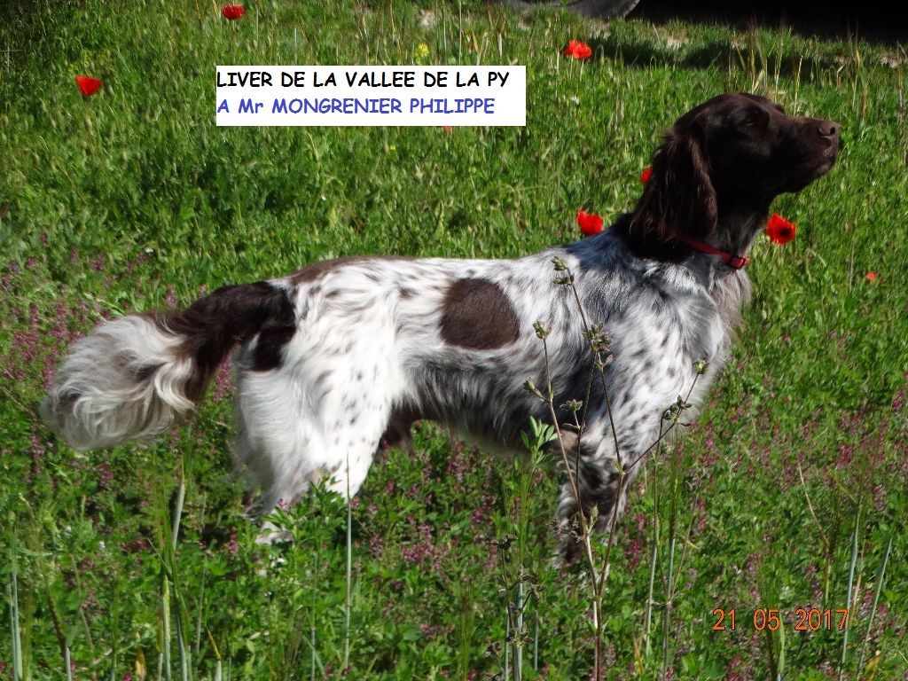 de la vallée de la Py - CONCOURS DE FIELD TRIAL D'AUTOMNE 2018