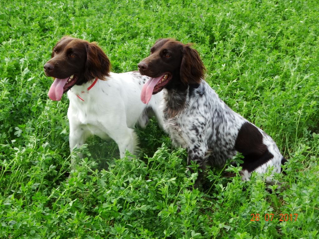 de la vallée de la Py - FIELD TRIAL D'AUTOMNE 2017 AVEC JAPY ET LIVER