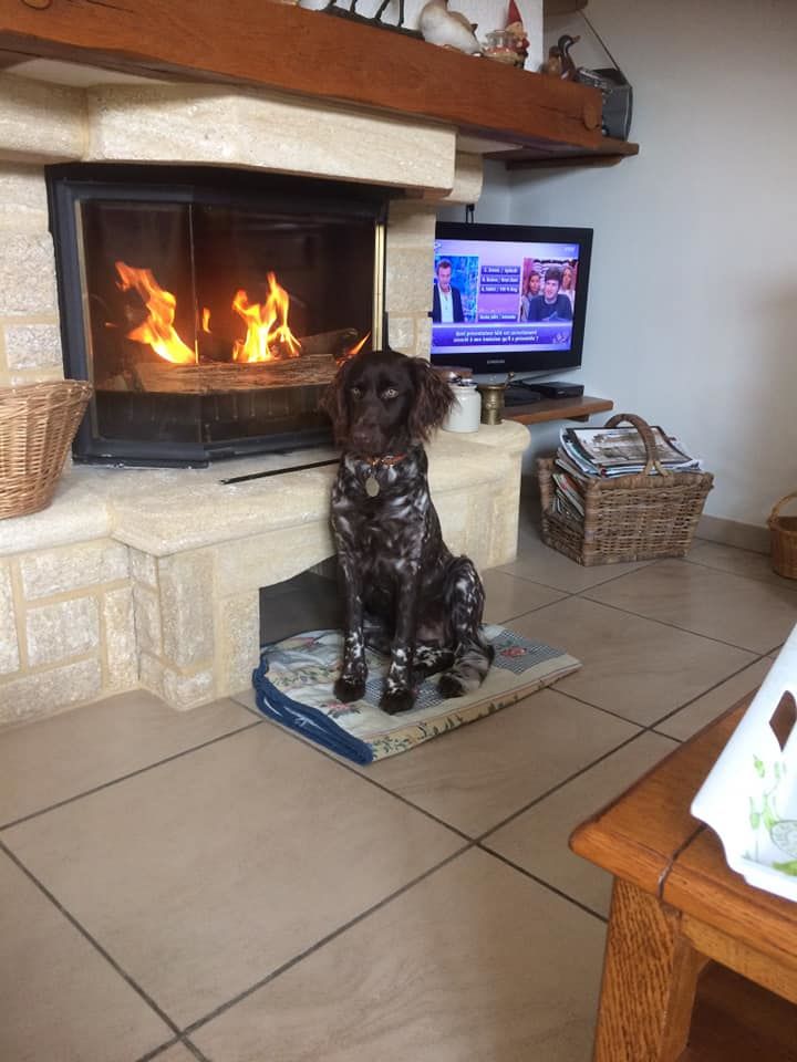 PHOTOS RECU DES CHIENS DE L ELEVAGE EN 2019