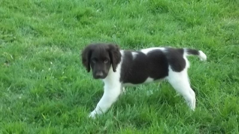 LES CHIOTS A EDEN