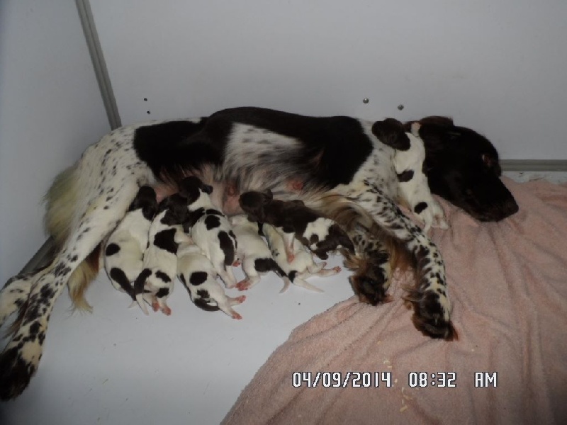 LES CHIOTS A GESSY