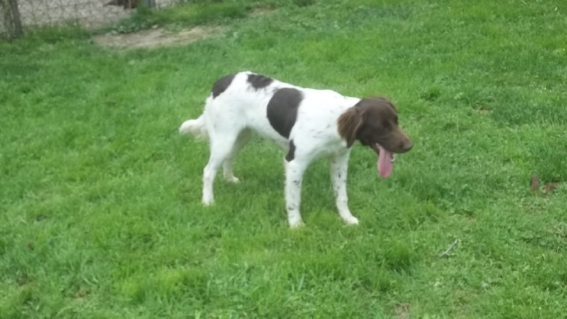 LES CHIOTS A DANA