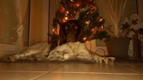 PHOTOS RECU DES CHIENS DE L ELEVAGE EN 2018