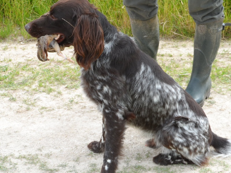 LES CHIENS EN DRESSAGE ET DEBOURRAGE
