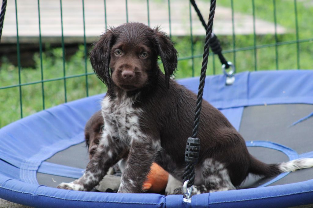 de la vallée de la Py - Chiots disponibles - Petit Epagneul de Münster